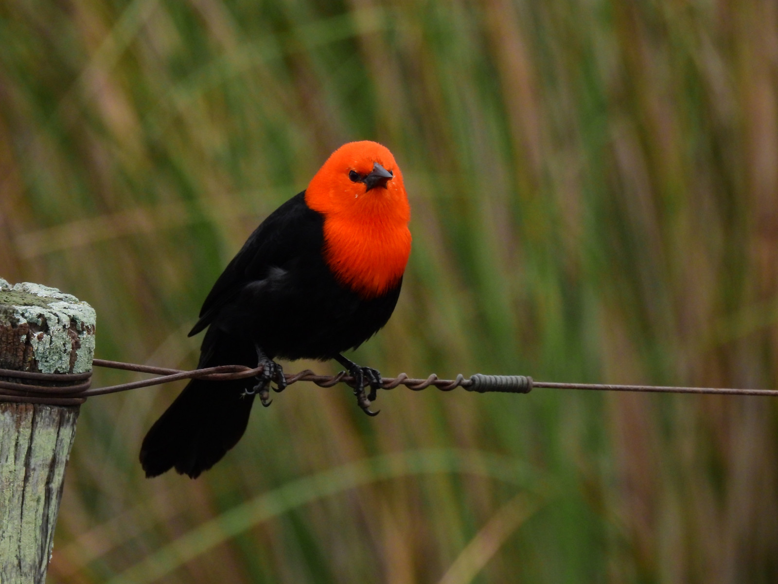 image Scarlet-headed Blackbird